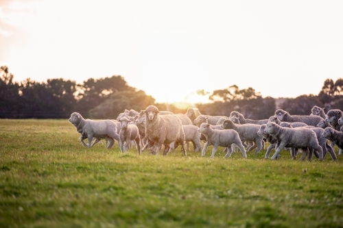 Merino ewes and lambs in green pasture - Australian Stock Image