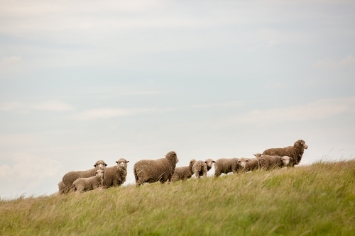 Merino ewes and lambs on a grassy hillside - Australian Stock Image