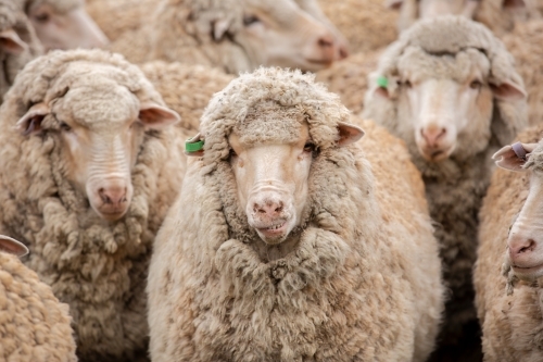 Merino ewes in the yards - Australian Stock Image