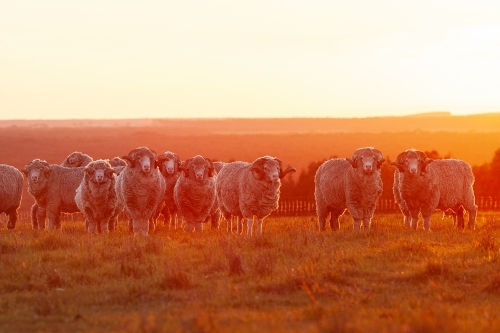 Merino Rams at sunset - Australian Stock Image