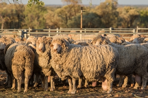 Merino Rams in a yard