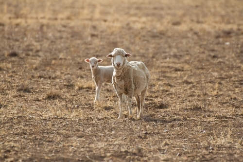 Merino sheep and lamb in dry paddock - Australian Stock Image