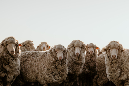 Merino sheep facing camera - Australian Stock Image