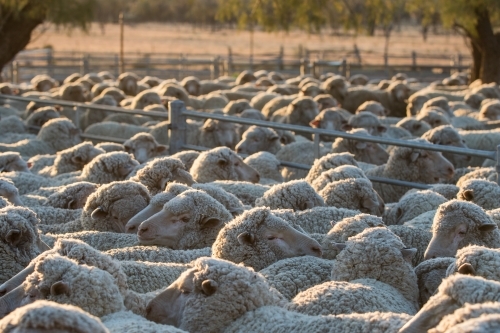 Merino sheep in a yard - Australian Stock Image