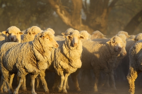 Merino sheep in early morning light - Australian Stock Image