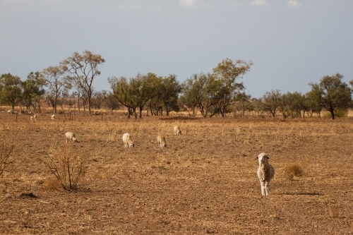 Merino sheep in paddock with trees - Australian Stock Image