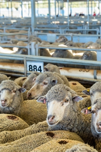 Merino sheep in sale yards - Australian Stock Image