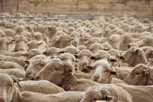 Merino sheep in yards - Australian Stock Image