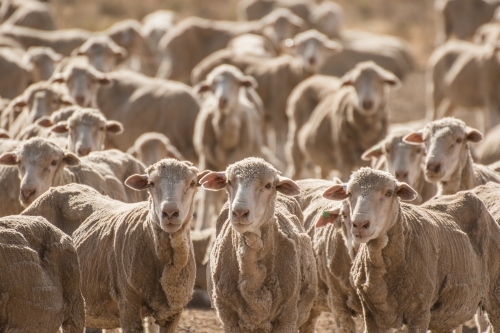 Merino sheep looking at the camera - Australian Stock Image