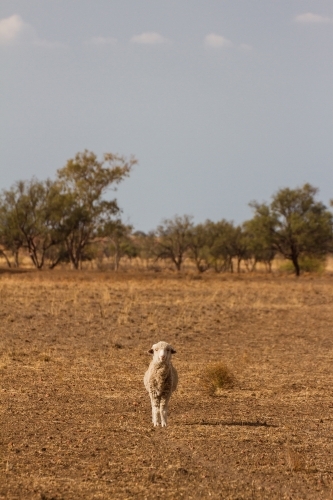 Merino sheep standing facing the camera in paddock - Australian Stock Image