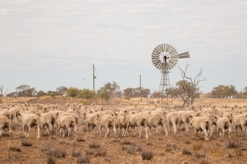 Merino sheep walking in dry paddock - Australian Stock Image