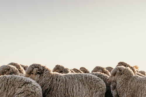 merino sheep with sky - Australian Stock Image