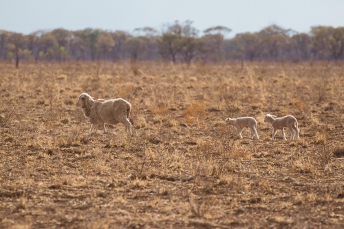 Merino sheep with two lambs walking in paddock - Australian Stock Image