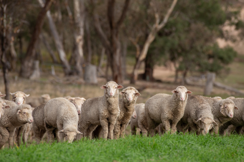 Merino weaner sheep grazing a green oat crop - Australian Stock Image