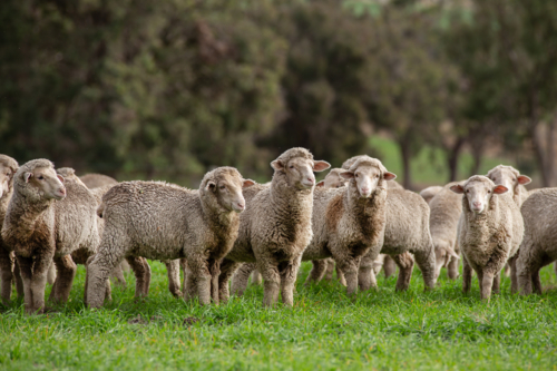 Merino weaner sheep in a paddock of oats - Australian Stock Image