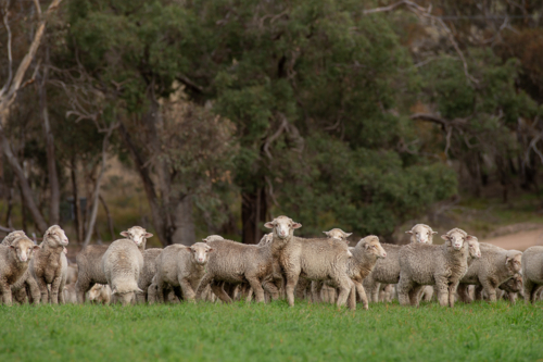 Merino weaner sheep on a grazing crop paddock - Australian Stock Image