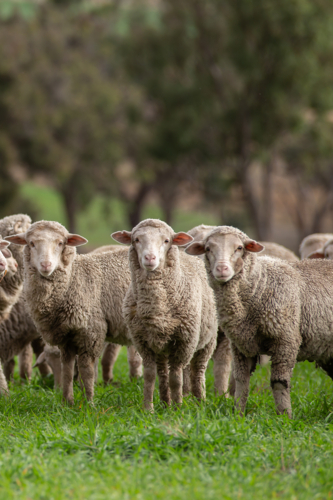 Merino weaners at Bathurst NSW - Australian Stock Image