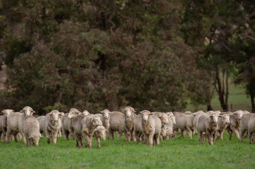 Merino weaners in a grazing crop - Australian Stock Image