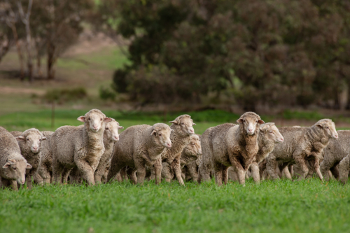 Merino weaners walking in a paddock - Australian Stock Image
