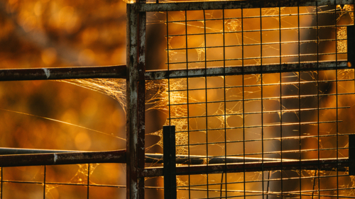 Metal fence draped with spider webs - Australian Stock Image
