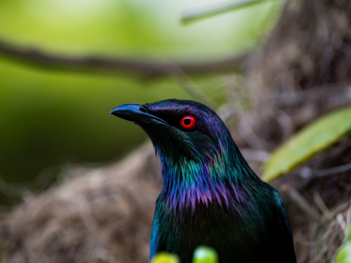 Metallic starling bird - Australian Stock Image