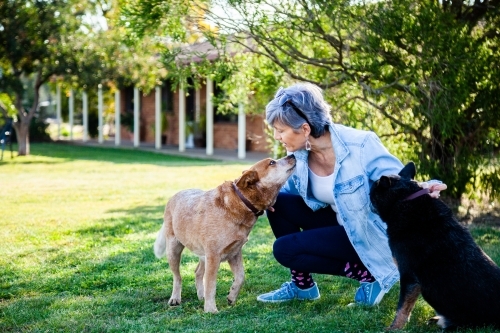 Middle aged woman training dogs outside - Australian Stock Image