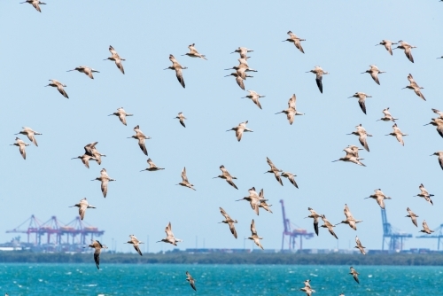 Migratory shorebirds, Bar-tailed Godwits, flying over, Moreton Bay with port cranes in background - Australian Stock Image