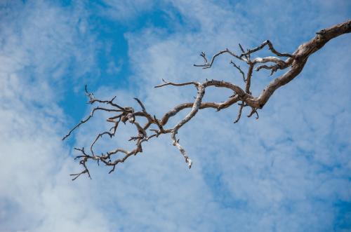 Minimalist branch - Australian Stock Image