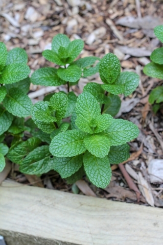 Mint in herb garden - Australian Stock Image