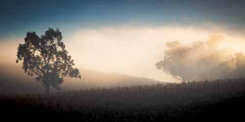 mist and sun rays over vines in Yarra Valley, Victoria, Australia - Australian Stock Image