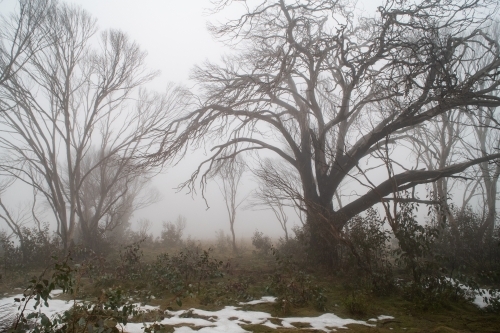 Mist in a forest with snow on the ground - Australian Stock Image