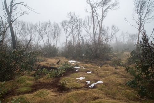 Mist in a forest with the small patches of snow. - Australian Stock Image