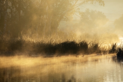 mist rising off water with reeds and ducks - Australian Stock Image
