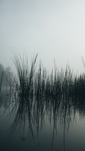 Misty morning beside a river with calm water, reeds and trees - Australian Stock Image