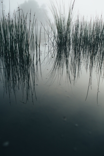 Misty morning beside a river with calm water, reeds and trees - Australian Stock Image