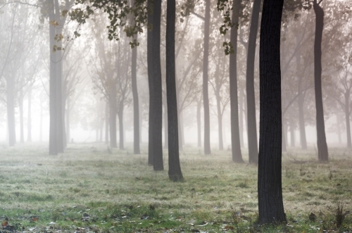 Misty morning with trees leading into distance. - Australian Stock Image
