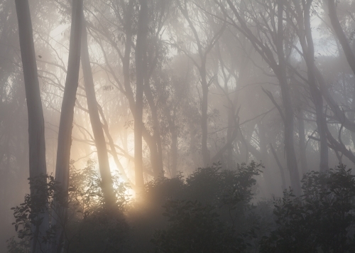 Misty sunrise through forest trees - Australian Stock Image