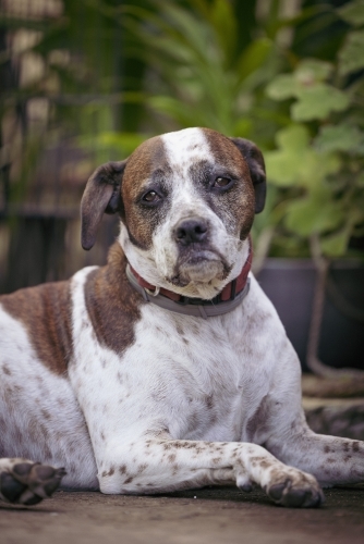 Mixed breed dog sitting on front porch of house surrounded by plants - Australian Stock Image