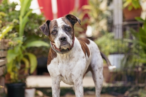 Mixed breed dog standing on front porch of house surrounded by plants - Australian Stock Image