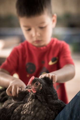 Mixed race boy plays with backyard chicken - Australian Stock Image