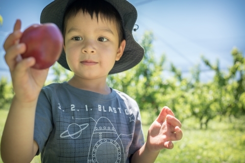 Mixed race little boy picks fruit on an orchard farm - Australian Stock Image