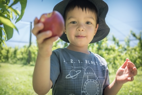 Mixed race little boy picks fruit on an orchard farm - Australian Stock Image