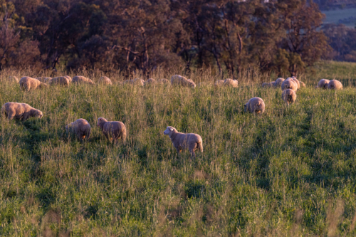 Mob of crossbred lambs grazing on pasture at sunset - Australian Stock Image