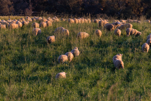 Mob of crossbred lambs grazing on pasture at sunset - Australian Stock Image