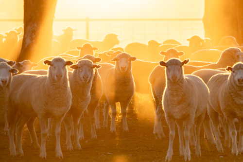 Mob of crossbred lambs in a dusty pen at sunset - Australian Stock Image