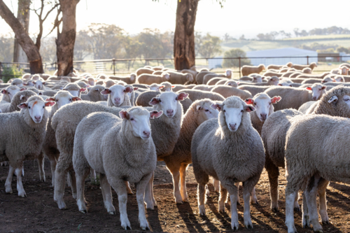 Mob of crossbred lambs looking front on - Australian Stock Image