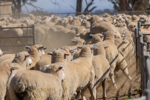 Mob of crossbred lambs running through a gate in a dusty yard - Australian Stock Image