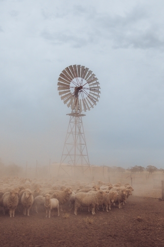 Mob of merino sheep in the dust in front of wind mill - Australian Stock Image