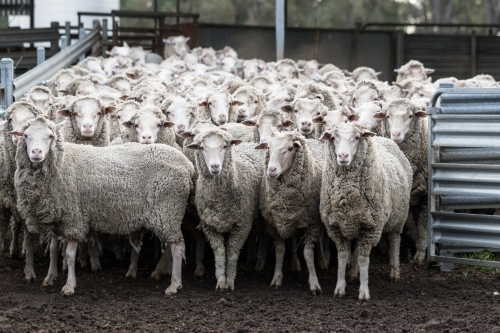 Mob of merino sheep in yard - Australian Stock Image