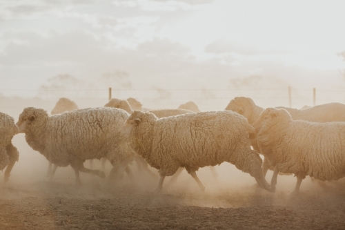 Mob of merino sheep running right to left - Australian Stock Image